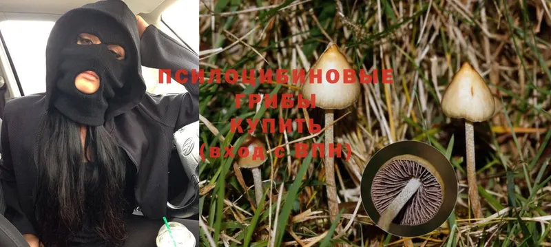 Псилоцибиновые грибы Psilocybine cubensis  площадка какой сайт  Ликино-Дулёво 